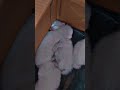 kitten hug's 🐾😻 | cute kittens sleeping 😴 #shorts #youtubeshorts #kitten #viral #viralshorts #kitten
