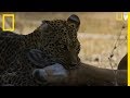 Un lopard saute dun arbre pour tuer sa proie