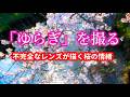 最新レンズでは撮れない「ゆらぎ」。不完全さが生む、桜スナップの極意
