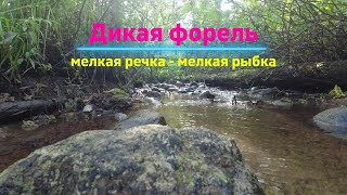 видео: #366 | Ленинградская область | Дикая форель | картинка: #366 | Ленинградская область | Дикая форель |