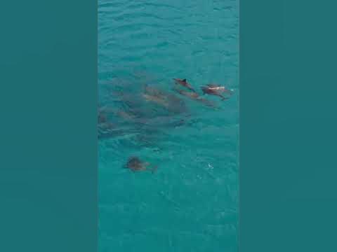 Which Mammal Can Fly #short #facts 05/100 Days - YouTube
