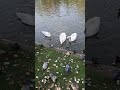 Миг жизни