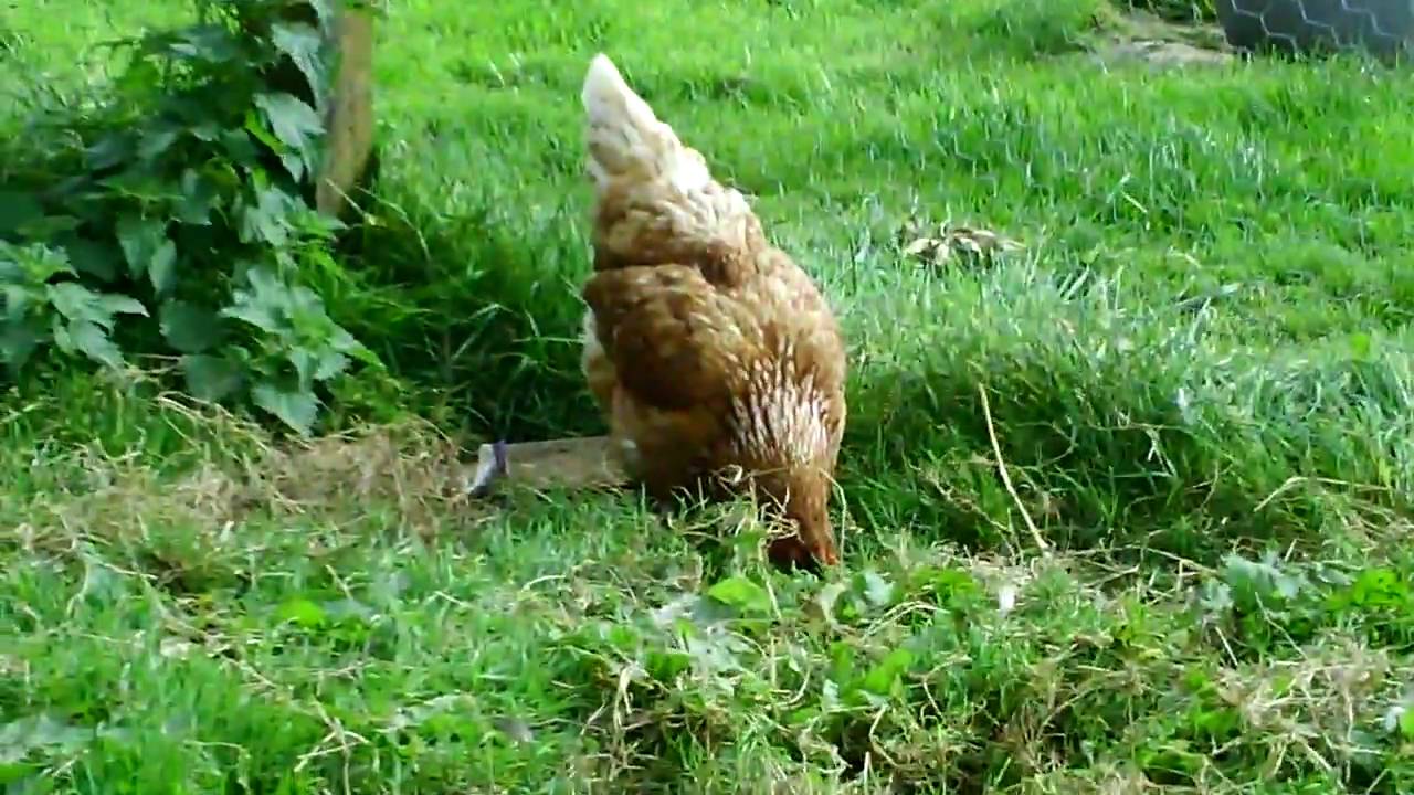 Henny Penny & Chicken Licken YouTube