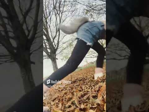 Silly Alterhuman Therian Silly Fun Quadrobics Hehehe Cute Theriotypes