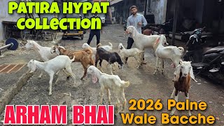 2026 Patira Hypat Female Goat At ARHAM BHAI | Palne Wale Gujri Bacche ain Bhiwandi 