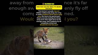This Killdeer Bird Tricks a Fox! 😳 #shorts