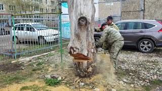 Бензопила против старого тополя. Полная версия.