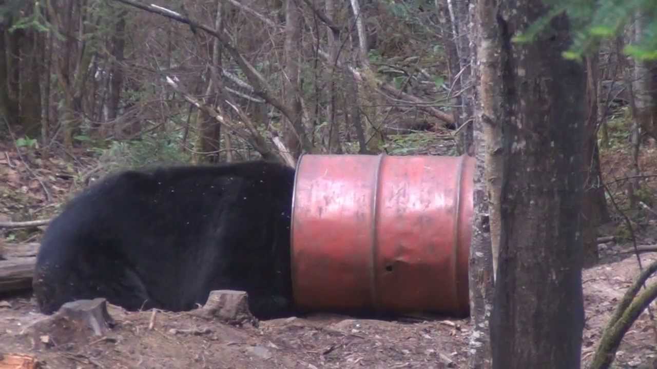 Trophy Black Bear Hunt in Quebec