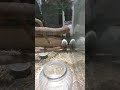 ネズミちゃん🐁🐀の挨拶が、人間が友達にするみたいで笑った😲😆✨✨(笑)