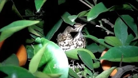 ¿Qué hacen los pájaros por la noche?