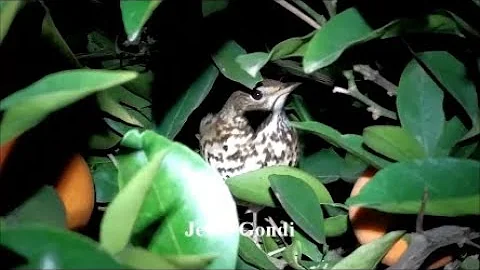 ¿A qué hora se van a dormir los pájaros por la noche?