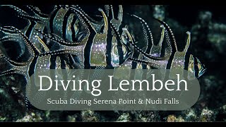 Serena Island & Nudi Falls: Diving the Lembeh Strait #lembeh #indonesia by Diving and Dogs 201 views 2 months ago 10 minutes, 16 seconds