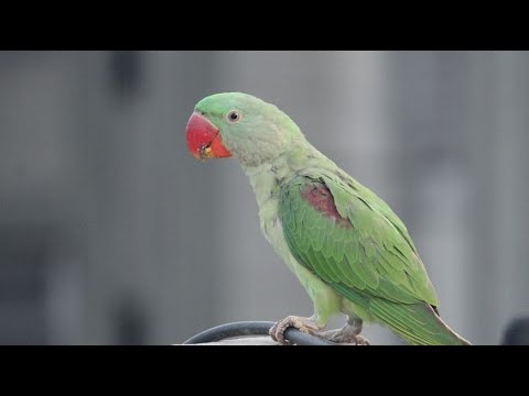Indian Ringneck Talking Parrot