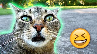 Cats Say the Darndest Things: Watch Now by Rufus 3,599 views 1 year ago 2 minutes, 3 seconds