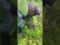 Harvesting Arrowroots Nduma In Kenya Food Farming Kenya