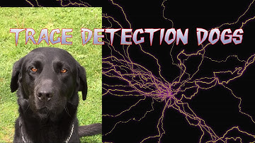 Bed bug detection dog, searching rooms for bed bugs, detection dogs, sniffer dogs, scent detection