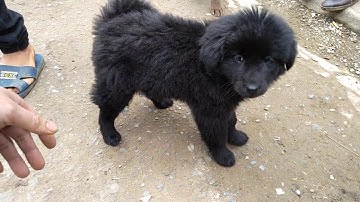 Chợ chó Bắc Hà 2/2: chó Mông đỏ, lửa, chó xù đen, cộc.