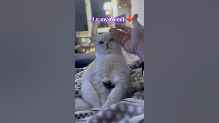Watch the video about You are my friend🥰🫠#scottishfold #friend #prettycat #smart #kitten #cat #cute #love #kikicutekitty