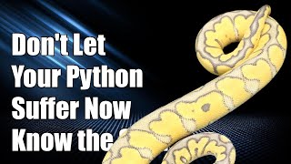 Don't Let Your Ball Python Suffer: Key Signs of Dehydration You Must Know! Profile
