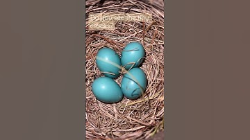 American Robins Nest: Egg Inspection😍 #birds #robins #subscribetomychannel #shortsyoutube #nests