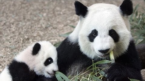 Giant panda no longer endangered