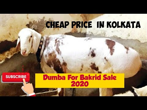 Dumba For Sale In Kolkata Cheapest Dumba In Tanti Bagan Bakrid Special Sale 2020 Youtube