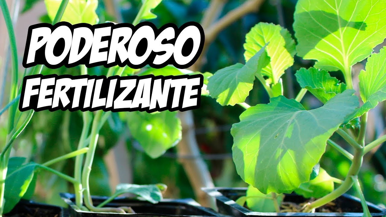 APLICA ESTO A TUS PLANTAS PARA QUE CREZCAN RÁPIDO 💩 | La Huerta de Ivan -  YouTube