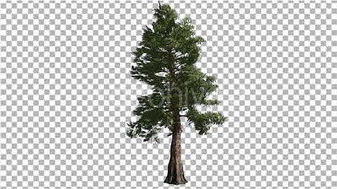 Western Red Cedar Tall Coniferous Evergreen Tree | Motion Graphics - Envato elements