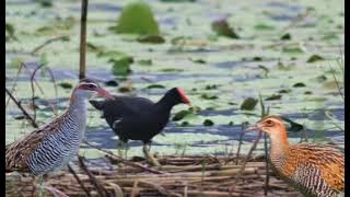 Suara pikat burung Mandar batu gabungan SINTAR