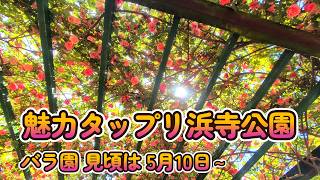 浜寺公園 　バラ園の見頃はこれから　新しい発見がいっぱい　ショートビデオ　MUSIC：1970年 CCR　雨を見たかい
