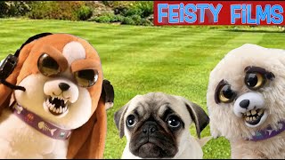 Who Let the Dogs Out? A Feisty Pets Compilation