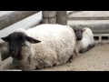 Cute sheep baby (age 90 days).かわいいヒツジの赤ちゃん（生後９０日）。
