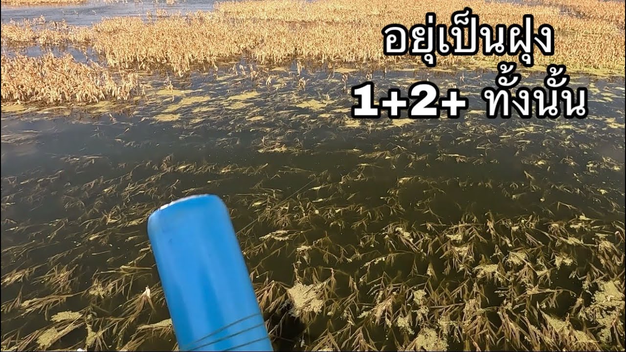 ซ้ำหมานเดิม ปลาอยู่เป็นฝูง รุ่น 1+2+