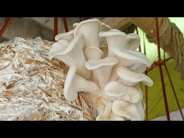 How to Grow Your Own Oyster Mushrooms on Straw - The Permaculture