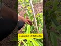 Why I Removed the Peaches | Quitando duraznos | 桃を取る理由 | 복숭아 따는 이유