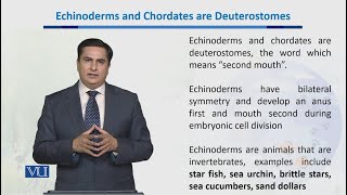 Echinoderms & Chordates are Deuterostomes | Biodiversity & Evolution-II |  BT201_Topic045