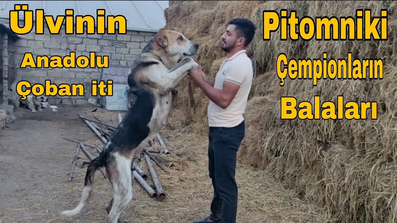 Ülvinin Pitomniki Anadolu Çoban iti Çempionların balaları  #anadoluçobanköpegi #qurdbasar