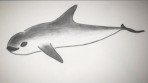 Vaquita porpoise nearing extinction