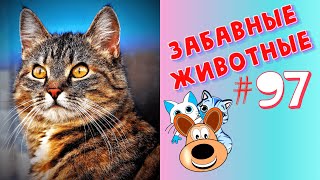 Приколы с Животными #97 / Смешные Животные 2020 / Приколы / Приколы про Животных / Лучшие Приколы