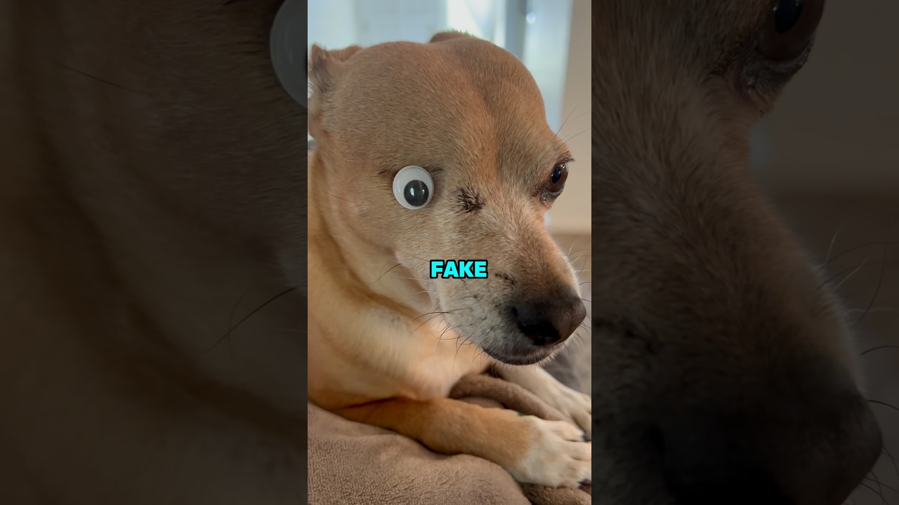 This Dog Was Born With Only One Eye 😳