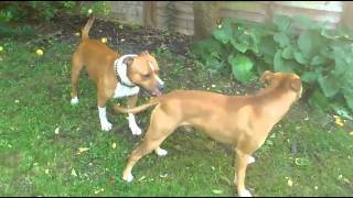 Chilli and Chester gay dogs playing