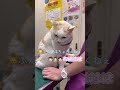 俺はちょろくない…診察台の上で葛藤するほっぺ太郎【猫のほっぺ太郎】#cat #猫 #保護猫 #shorts