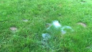 The Giant Destroyer Mole flare & 18 Volt leaf Blower works