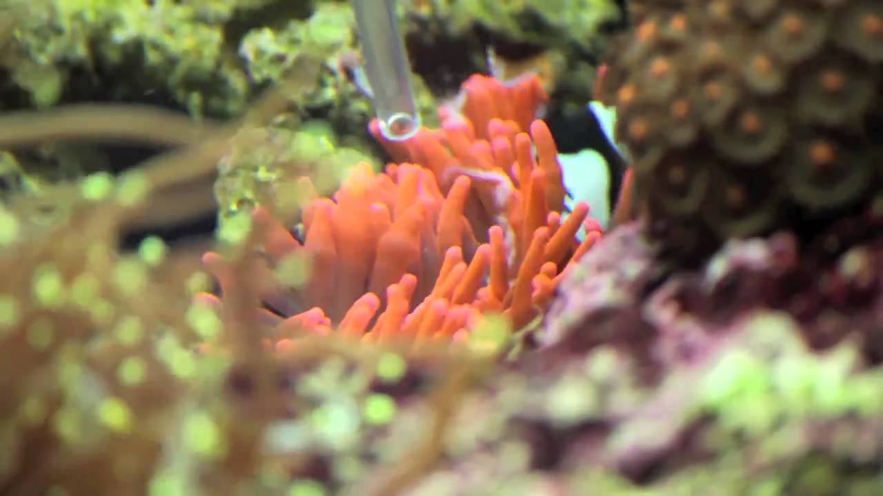 Rose Bubble Tip Anemone RBTA & feeding Reef YouTube