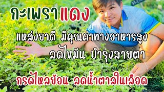 กะเพราแดง แหล่งยาดี มีคุณค่าทางอาหารสูง