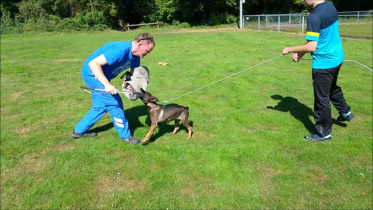 KNPV training, 12 weeks old puppy KING YouTube