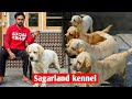 Sagarland kennel owner of chota raja  labrador kennel