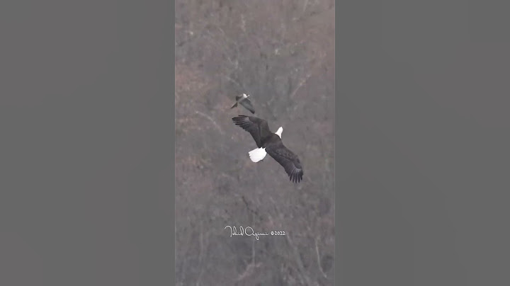 A Bald Eagle trying to scape the mighty Peregrine Falcon. #birdsofyoutube #birdsofprey #baldeagles