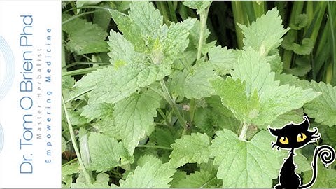 Catnip health benefits
