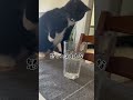 ネコの断捨離